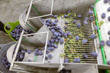 Depodaki tasnif, işleme ve depolama için beyaz plastik bir taşıma bandında toplanmış erikler..