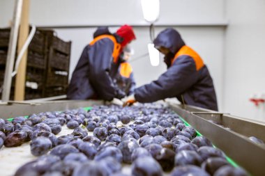 İşçiler depodaki yeni toplanan erikleri tasnif, işleme ve depolama için beyaz plastik bir taşıyıcı bantta elle ayırıp incelerler..