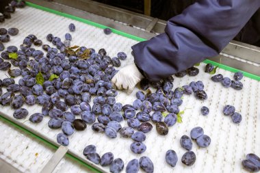 İşçiler depodaki yeni toplanan erikleri tasnif, işleme ve depolama için beyaz plastik bir taşıyıcı bantta elle ayırıp incelerler..