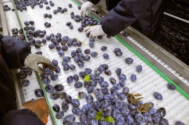 İşçiler depodaki yeni toplanan erikleri tasnif, işleme ve depolama için beyaz plastik bir taşıyıcı bantta elle ayırıp incelerler..