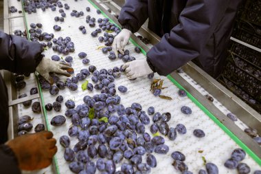 İşçiler depodaki yeni toplanan erikleri tasnif, işleme ve depolama için beyaz plastik bir taşıyıcı bantta elle ayırıp incelerler..