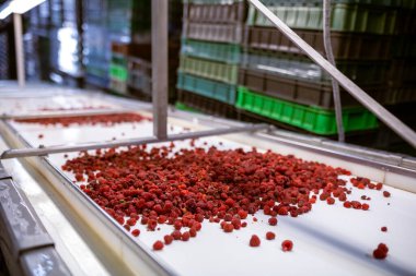 Olgun tatlı ahududu meyveleri taşıyıcı bant boyunca vida ütüsüne doğru hareket eder. Çilek reçeli yapma süreci.