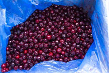 İnce buz kaplamalı donmuş kirazların yakın çekimi. Süpermarketlerde raf ömrünün uzatılması ve bozulabilir hasat kalitesinin korunması için perakende paketlemeye hazırlar..