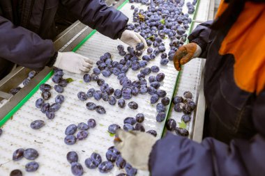 İşçiler depodaki yeni toplanan erikleri tasnif, işleme ve depolama için beyaz plastik bir taşıyıcı bantta elle ayırıp incelerler..