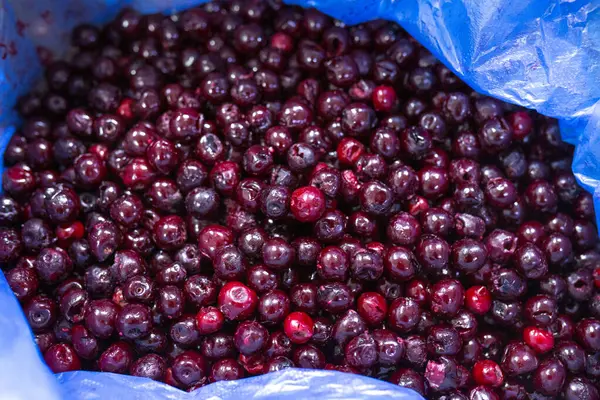 İnce buz kaplamalı donmuş kirazların yakın çekimi. Süpermarketlerde raf ömrünün uzatılması ve bozulabilir hasat kalitesinin korunması için perakende paketlemeye hazırlar..