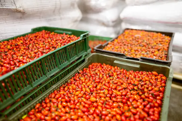 İnce buz kaplamalı şokla dondurulmuş gül ağacı meyvelerinin yakın çekimi. Süpermarketlerde raf ömrünün uzatılması ve bozulabilir hasat kalitesinin korunması için perakende paketlemeye hazırlar..