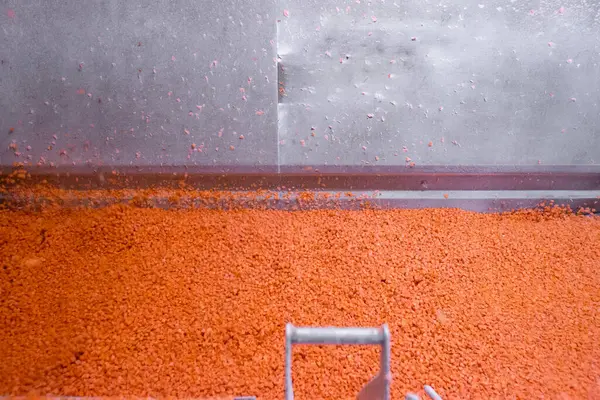 Saint-Andre Katedrali 'nde sonbahar yapraklarıyla çerçevelenmiş gotik mimari, detaylı pencereler ve kuleler sergileniyor. Bordo şarabı. Fransa