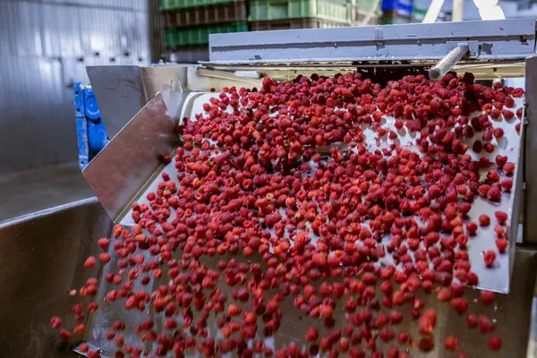 Olgun ahududu meyveleri taşıma bandından vida odasına şelale gibi taşar. Çilek reçeli yapma süreci.