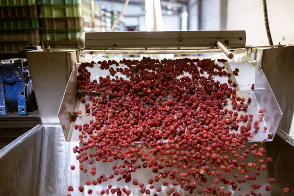 Olgun ahududu meyveleri taşıma bandından vida odasına şelale gibi taşar. Çilek reçeli yapma süreci.