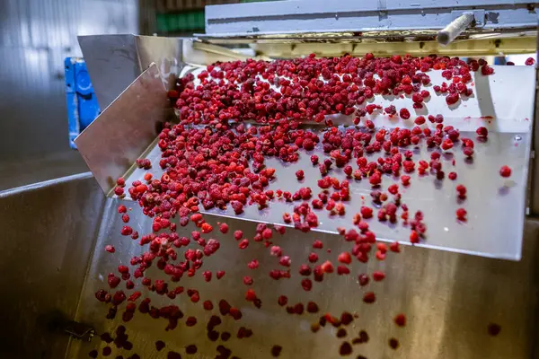 Olgun ahududu meyveleri taşıma bandından vida odasına şelale gibi taşar. Çilek reçeli yapma süreci.