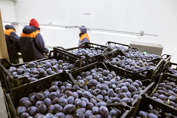 İşçiler deponun tasnif, işleme ve depolama bandındaki yeni toplanmış erikleri elle ayırıp incelerler..