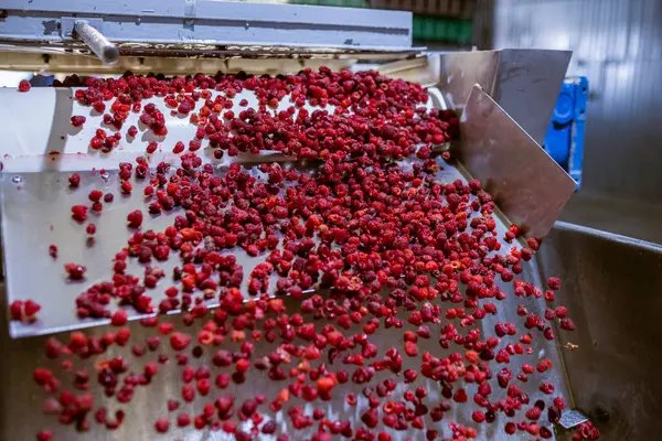 Olgun ahududu meyveleri taşıma bandından vida odasına şelale gibi taşar. Çilek reçeli yapma süreci.
