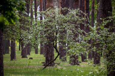 Çam ormanında bir Hawthorn ağacı çiçek açmış, küçük beyaz çiçek kümeleriyle kaplanmış. Dallar çiçeklerle doludur, zengin yeşil yapraklara karşı bir kontrastlık yaratır..