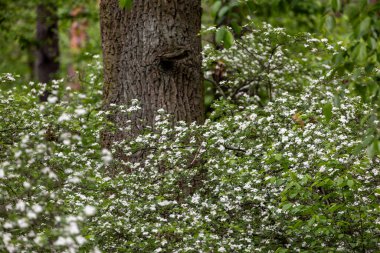 Çam ormanında bir Hawthorn ağacı çiçek açmış, küçük beyaz çiçek kümeleriyle kaplanmış. Dallar çiçeklerle doludur, zengin yeşil yapraklara karşı bir kontrastlık yaratır..
