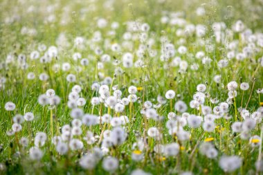 Tohumları ekilmiş karahindibalarla dolu bir tarla. Yuvarlak beyaz kafaları yeşil çimlerin üzerinde duruyor. Hafif bir esinti tohumları havada taşıyıp huzurlu ve doğal bir manzara yaratıyor.