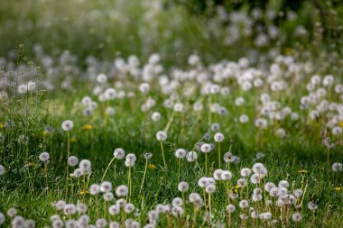 Tohumları ekilmiş karahindibalarla dolu bir tarla. Yuvarlak beyaz kafaları yeşil çimlerin üzerinde duruyor. Hafif bir esinti tohumları havada taşıyıp huzurlu ve doğal bir manzara yaratıyor.