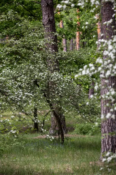 Çam ormanında bir Hawthorn ağacı çiçek açmış, küçük beyaz çiçek kümeleriyle kaplanmış. Dallar çiçeklerle doludur, zengin yeşil yapraklara karşı bir kontrastlık yaratır..
