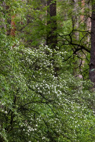 Çam ormanında bir Hawthorn ağacı çiçek açmış, küçük beyaz çiçek kümeleriyle kaplanmış. Dallar çiçeklerle doludur, zengin yeşil yapraklara karşı bir kontrastlık yaratır..