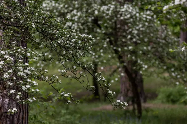Çam ormanında bir Hawthorn ağacı çiçek açmış, küçük beyaz çiçek kümeleriyle kaplanmış. Dallar çiçeklerle doludur, zengin yeşil yapraklara karşı bir kontrastlık yaratır..