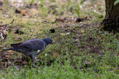 Bir orman güvercini (Columba palumbus) çimenlerin ve düşen yaprakların arasında duruyordu. Gri-mavi tüyler, beyaz boyun izleri ve doğal arka planda kırmızı gaga kontrastı..