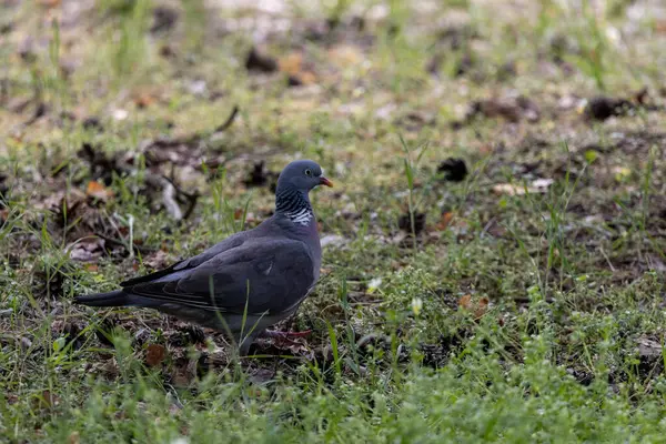 Metal çubuklara monte edilmiş kırmızı ve mavi oyuncu figürlü langırt masası. Ön planda maç skorunu izlemek için kullanılan dokuz işaret var.
