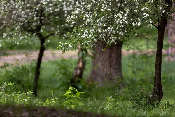 Çam ormanında bir Hawthorn ağacı çiçek açmış, küçük beyaz çiçek kümeleriyle kaplanmış. Dallar çiçeklerle doludur, zengin yeşil yapraklara karşı bir kontrastlık yaratır..