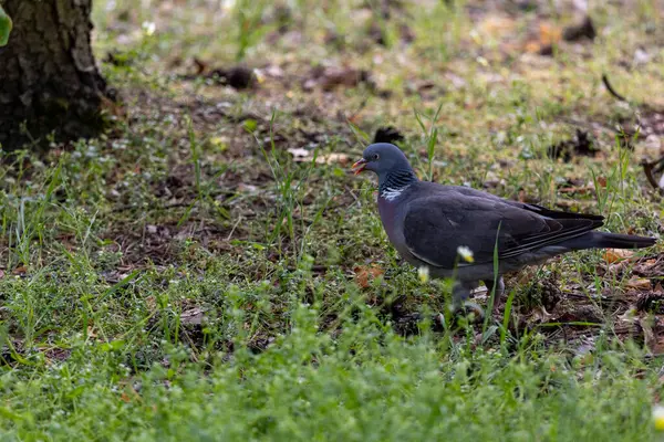 Bir orman güvercini (Columba palumbus) çimenlerin ve düşen yaprakların arasında duruyordu. Gri-mavi tüyler, beyaz boyun izleri ve doğal arka planda kırmızı gaga kontrastı..