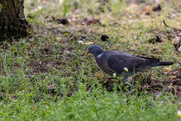 Bir orman güvercini (Columba palumbus) çimenlerin ve düşen yaprakların arasında duruyordu. Gri-mavi tüyler, beyaz boyun izleri ve doğal arka planda kırmızı gaga kontrastı..