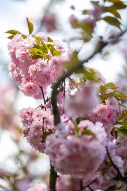 Yumuşak pembe yaprakları ve yeşil yaprakları olan bir dalda çiçek açan kiraz çiçekleri. Bu Japon kiraz ağacı, ya da sakura, baharın gelişini gösteren narin çiçekleri sergiliyor..