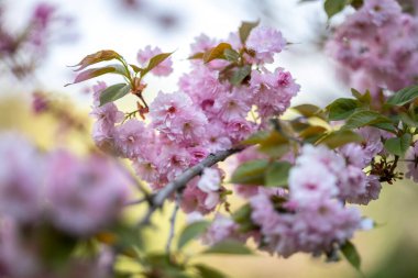 Yumuşak pembe yaprakları ve yeşil yaprakları olan bir dalda çiçek açan kiraz çiçekleri. Bu Japon kiraz ağacı, ya da sakura, baharın gelişini gösteren narin çiçekleri sergiliyor..