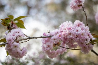 Yumuşak pembe yaprakları ve yeşil yaprakları olan bir dalda çiçek açan kiraz çiçekleri. Bu Japon kiraz ağacı, ya da sakura, baharın gelişini gösteren narin çiçekleri sergiliyor..