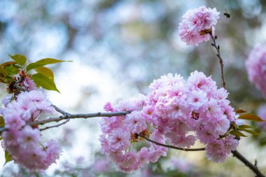 Yumuşak pembe yaprakları ve yeşil yaprakları olan bir dalda çiçek açan kiraz çiçekleri. Bu Japon kiraz ağacı, ya da sakura, baharın gelişini gösteren narin çiçekleri sergiliyor..