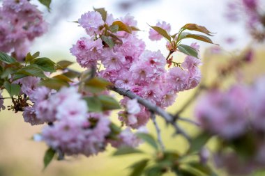 Yumuşak pembe yaprakları ve yeşil yaprakları olan bir dalda çiçek açan kiraz çiçekleri. Bu Japon kiraz ağacı, ya da sakura, baharın gelişini gösteren narin çiçekleri sergiliyor..