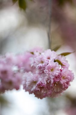 Yumuşak pembe yaprakları ve yeşil yaprakları olan bir dalda çiçek açan kiraz çiçekleri. Bu Japon kiraz ağacı, ya da sakura, baharın gelişini gösteren narin çiçekleri sergiliyor..