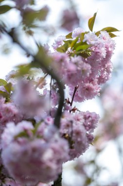 Yumuşak pembe yaprakları ve yeşil yaprakları olan bir dalda çiçek açan kiraz çiçekleri. Bu Japon kiraz ağacı, ya da sakura, baharın gelişini gösteren narin çiçekleri sergiliyor..