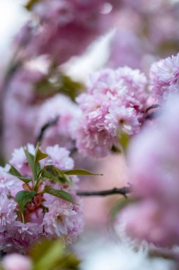 Yumuşak pembe yaprakları ve yeşil yaprakları olan bir dalda çiçek açan kiraz çiçekleri. Bu Japon kiraz ağacı, ya da sakura, baharın gelişini gösteren narin çiçekleri sergiliyor..