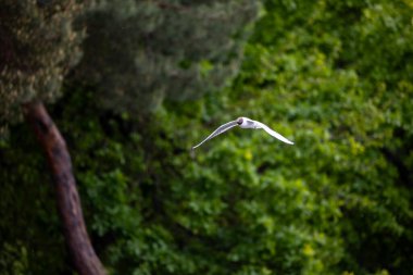 Genç bir martı bir orman gölünün üzerinde süzülür, kanatları yeşil yapraklara ve sakin suya yayılır. Kuşun hareketi doğal doğanın enerjisini ve özgürlüğünü yansıtır..