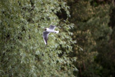 Metal çubuklara monte edilmiş kırmızı ve mavi oyuncu figürlü langırt masası. Ön planda maç skorunu izlemek için kullanılan dokuz işaret var.