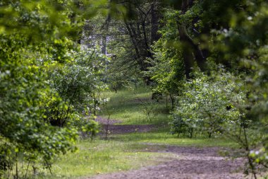 Şehrin kenar mahallelerindeki bir orman parkında sık yapraklar ve uzun ağaçlarla çevrili dolambaçlı bir yol bulunur. Güneş ışığı yaprakların arasından süzülür, yere yumuşak gölgeler bırakır..