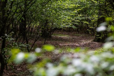 Şehrin kenar mahallelerindeki bir orman parkında sık yapraklar ve uzun ağaçlarla çevrili dolambaçlı bir yol bulunur. Güneş ışığı yaprakların arasından süzülür, yere yumuşak gölgeler bırakır..