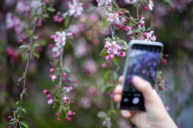 Japon çiçekli yaban elması olarak bilinen Malus floribunda, yumuşak pembe ve beyaz çiçeklerle çiçek açar. Bir el akıllı telefonu tutuyor, çiçeklerin yakın plan fotoğrafını çekiyor..