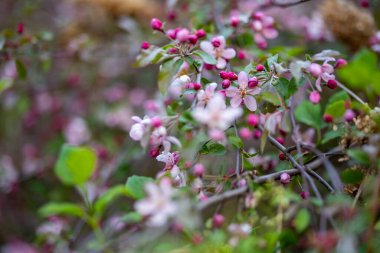Japon çiçekli yaban elması olarak bilinen Malus floribunda 'nın dalları yumuşak pembe çiçeklerle kaplıdır. Canlı bahar çiçekleri ağacın mevsimsel güzelliğini ön plana çıkarıyor..