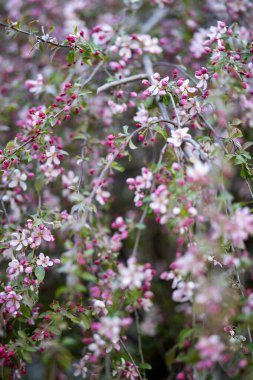 Japon çiçekli yaban elması olarak bilinen Malus floribunda 'nın dalları yumuşak pembe çiçeklerle kaplıdır. Canlı bahar çiçekleri ağacın mevsimsel güzelliğini ön plana çıkarıyor..