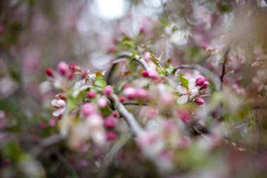 Japon çiçekli yaban elması olarak bilinen Malus floribunda 'nın dalları yumuşak pembe çiçeklerle kaplıdır. Canlı bahar çiçekleri ağacın mevsimsel güzelliğini ön plana çıkarıyor..