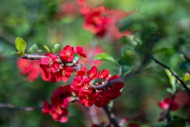 Chaenomeles speciosa, genellikle ayva çiçeği, Çin ayva, veya Japon ayva kuşu olarak da bilinir, ilkbaharın başlarında canlı kırmızı, pembe veya turuncu çiçekler üreten bir yaprak döken çalılıktır..