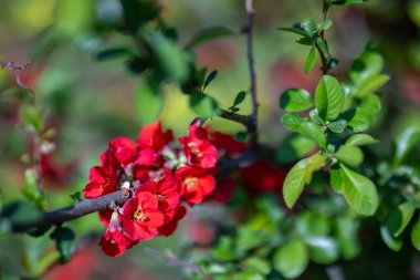 Chaenomeles speciosa, genellikle ayva çiçeği, Çin ayva, veya Japon ayva kuşu olarak da bilinir, ilkbaharın başlarında canlı kırmızı, pembe veya turuncu çiçekler üreten bir yaprak döken çalılıktır..