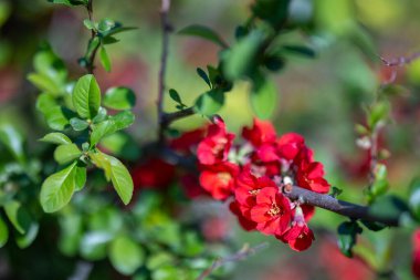 Chaenomeles speciosa, genellikle ayva çiçeği, Çin ayva, veya Japon ayva kuşu olarak da bilinir, ilkbaharın başlarında canlı kırmızı, pembe veya turuncu çiçekler üreten bir yaprak döken çalılıktır..
