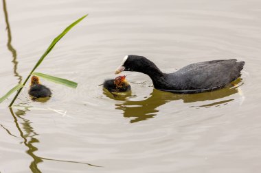 Avrasyalı bir yaban ördeği yavrularını gölde besler. Genç kuşların kafalarında parlak kırmızı ve turuncu tüy vardır. Hevesle ebeveynlerinden yemek yiyorlar..