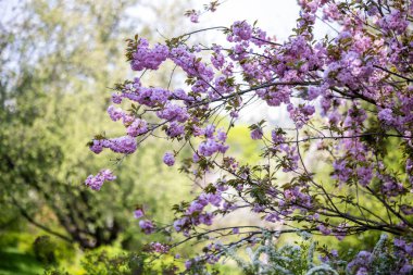 Yumuşak pembe çiçekli kiraz ya da sakura çiçeği dalları. Geleneksel bahar estetiği sık sık Japon ve Doğu Asya bahçelerinde görülür..