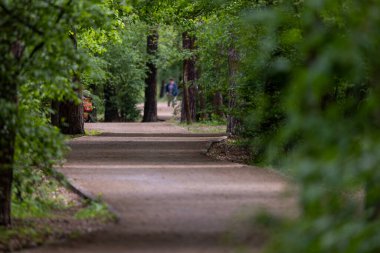 Büyük bir şehrin yakınındaki bir orman parkında bir sağlık izi var. Yapılandırılmış patika, yemyeşil ve uzun ağaçlarla çevrili yürüyüş ve açık hava egzersizleri için tasarlanmıştır..